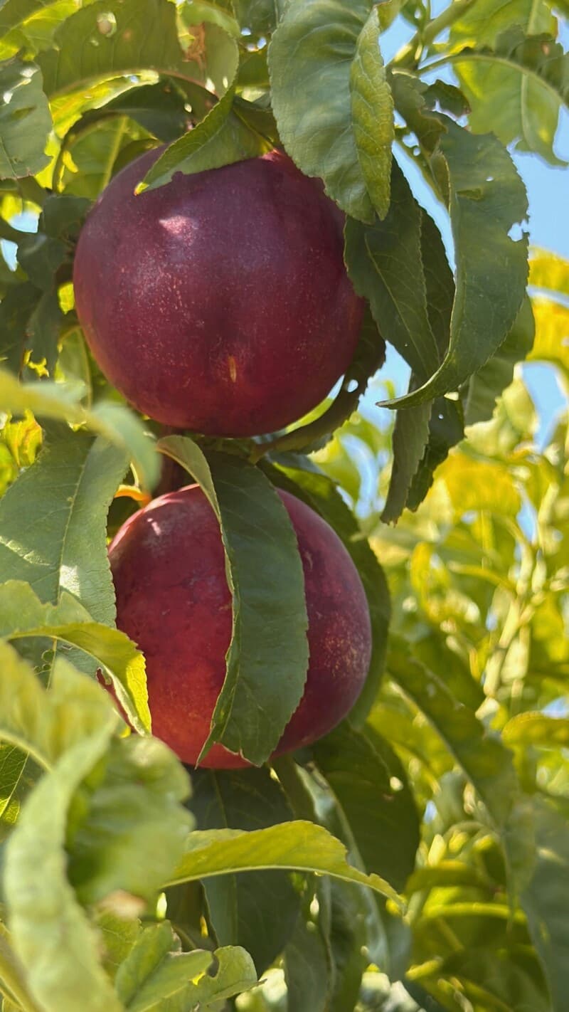 Farm stay at Scenic Peach Orchard Retreat