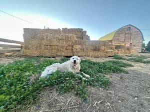 Family-Friendly U-Pick Mixed Farm