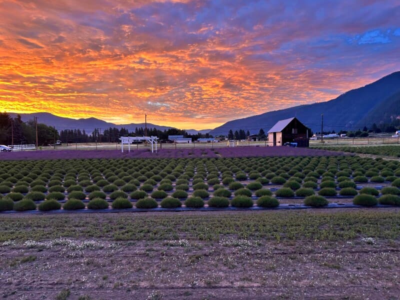 Farm stay at Serene Lavender Farm Retreat