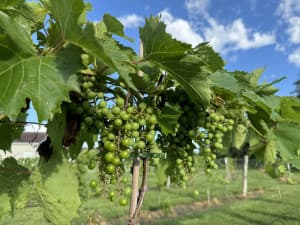 Scenic Creekside Winery & Brewery