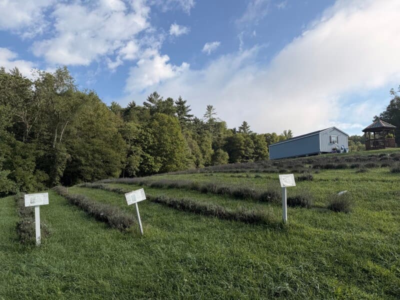 Farm stay at Family-Run Lavender Farm Retreat