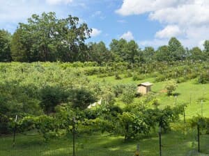 Boutique Vineyard & Art Gallery