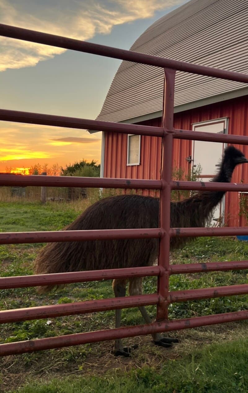 Farm stay at Family Farm & Ranch Retreat