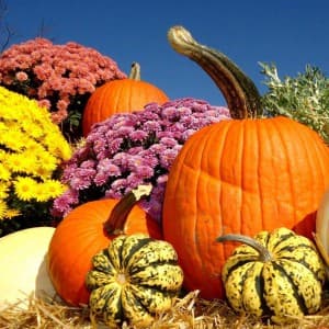 Family Corn Maze & Pumpkin Farm