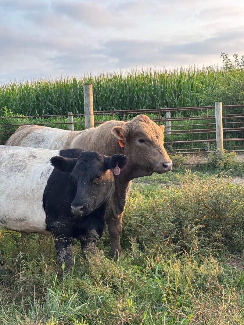 Farm stay at Picturesque Apple Orchard Farm