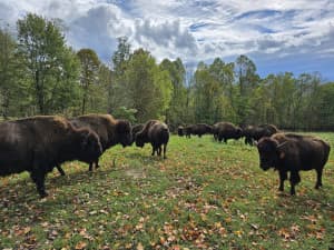 Grass-Fed Bison Farm Retreat
