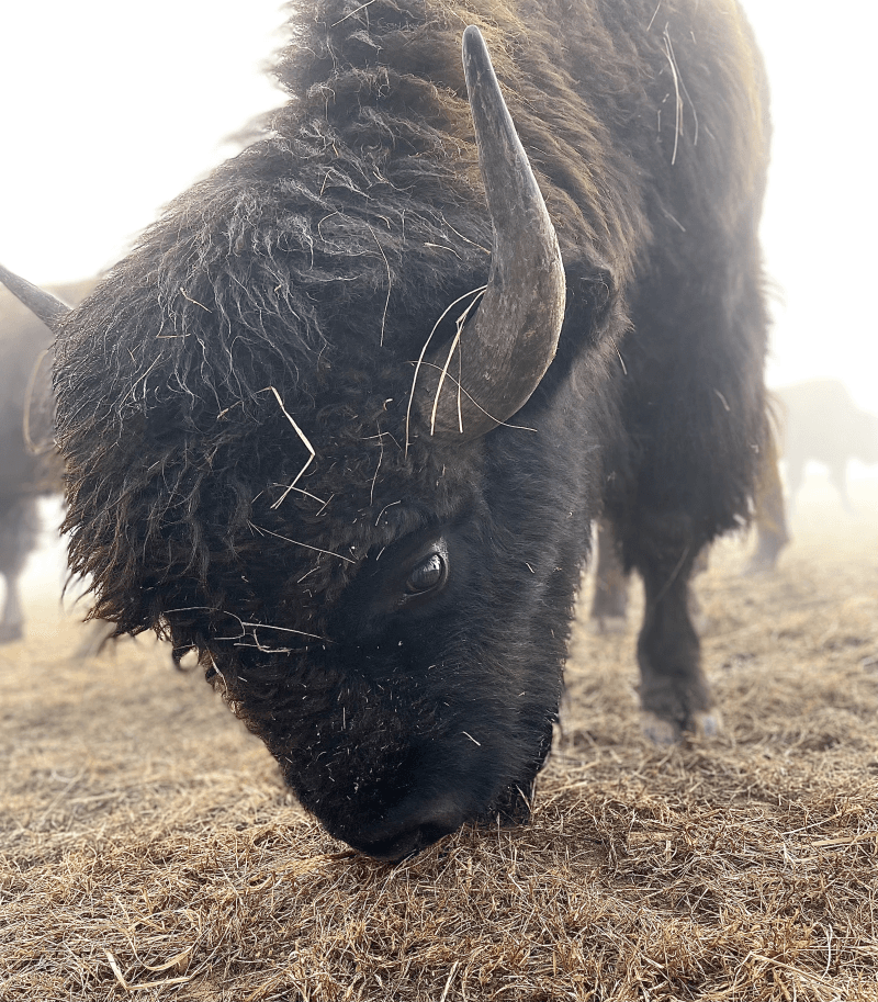 Family-Owned Bison Farm Retreat