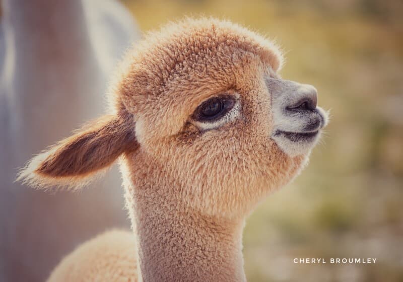 Farm stay at High Desert Alpaca Farm Retreat