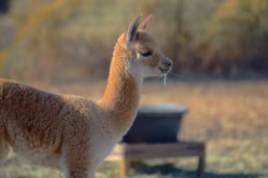 High Desert Alpaca Farm Retreat