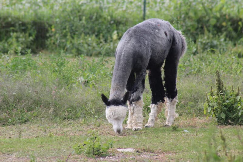 Scenic Alpaca Farm & Fiber Mill