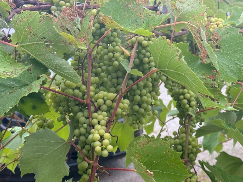 Winery stay at Scenic Vineyard Winery & Restaurant Retreat