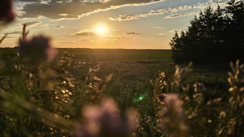 Farm stay at Certified Organic Grain Farm Retreat