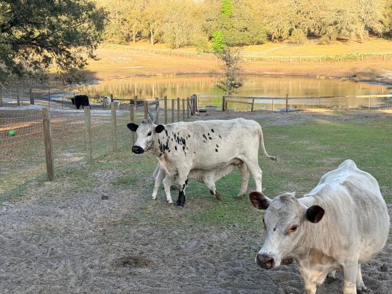 Charming Mini Animal Farm Retreat