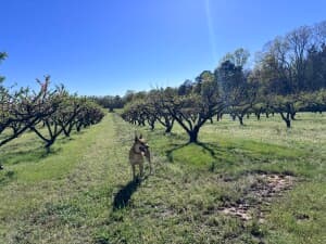 Family-Friendly Peach Orchard Farm