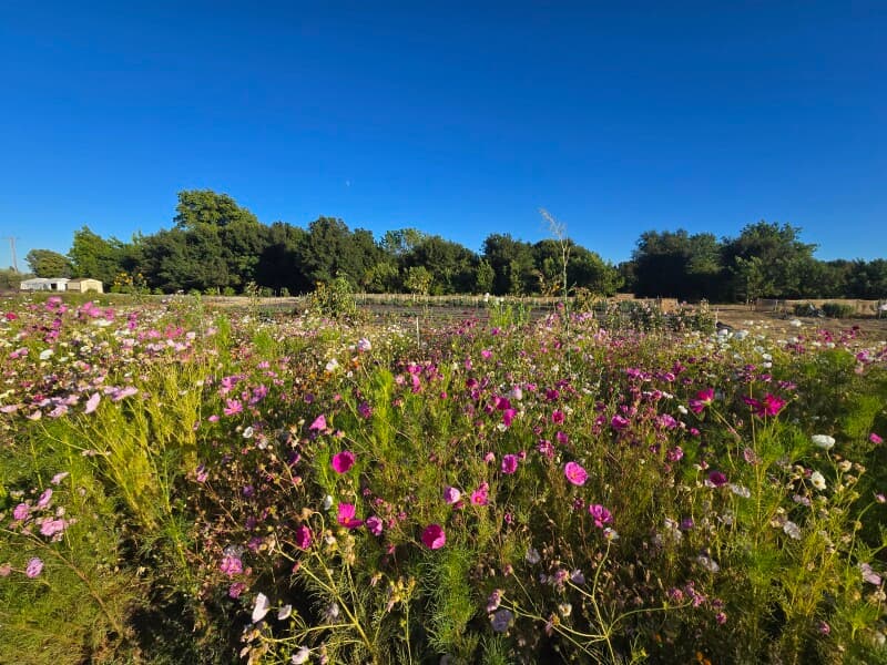 Farm stay at Scenic Specialty Flower Farm