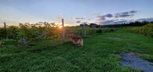 Scenic Quebec Hillside Winery