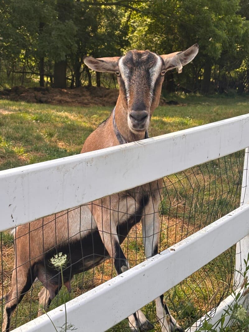 Farm stay at Artisan Mohair & Angora Fiber Farm