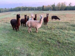Family Alpaca Farm Retreat