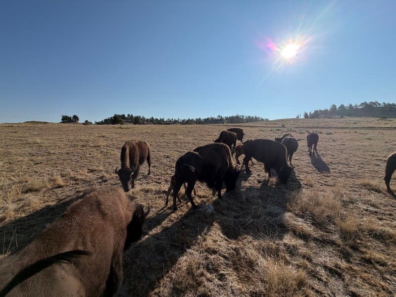 Farm stay at Bison Ranch Tours & Ranch Store Stopover