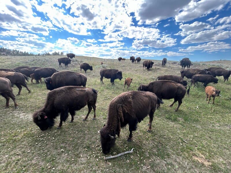 Farm stay at Bison Ranch Tours & Ranch Store Stopover