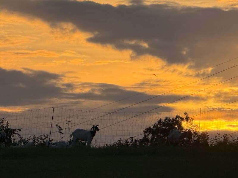 Farm stay at Pasture-to-Plate Cattle & Pork Farm Stay
