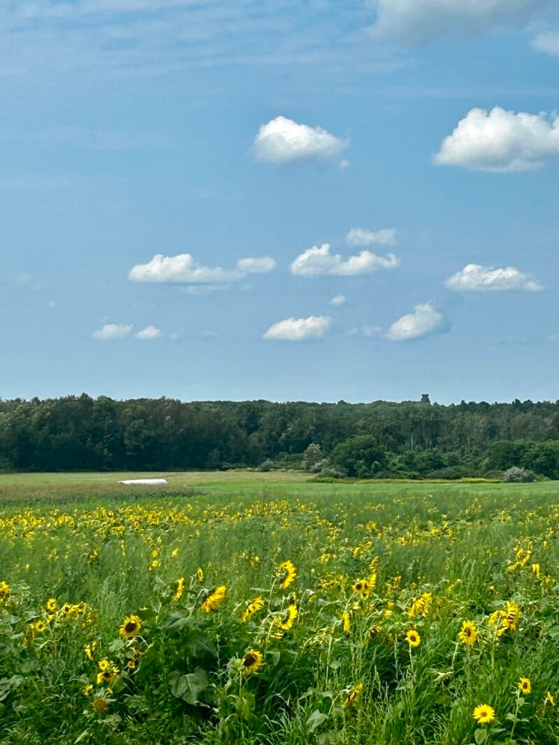 Farm stay at Seasonal Farm Market & Garden Stop