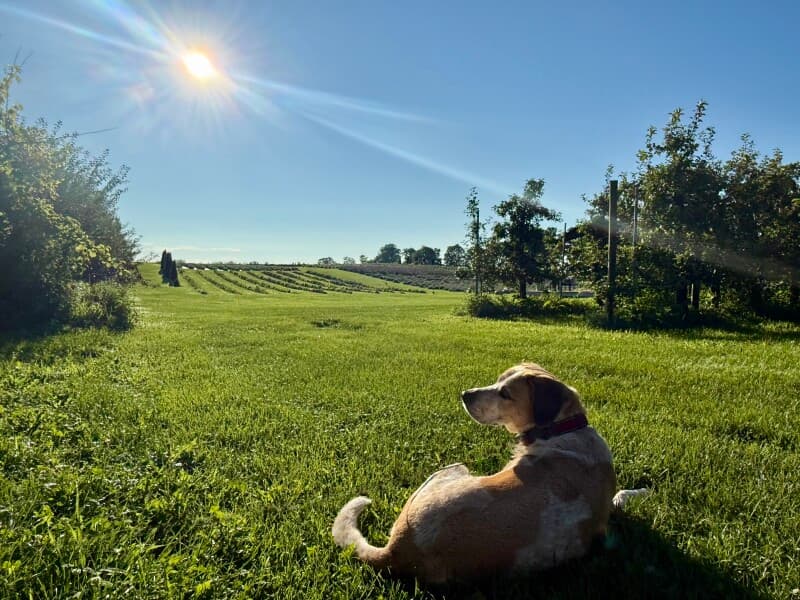 Farm stay at Historic Lavender & Orchard Farm Retreat