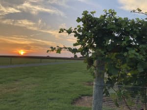 Working Farm Vineyard & Winery Retreat