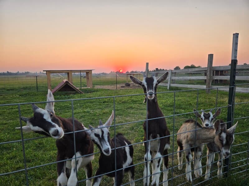Farm stay at Harvest Hosts Farm