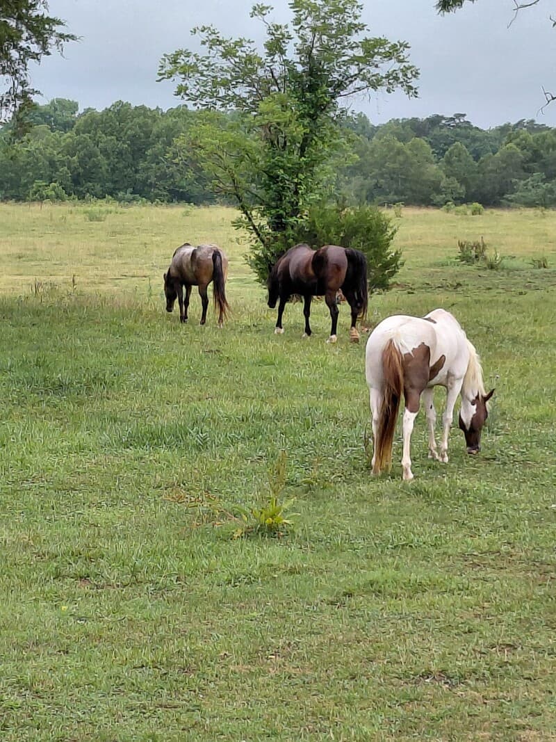 Farm stay at Harvest Hosts Farm