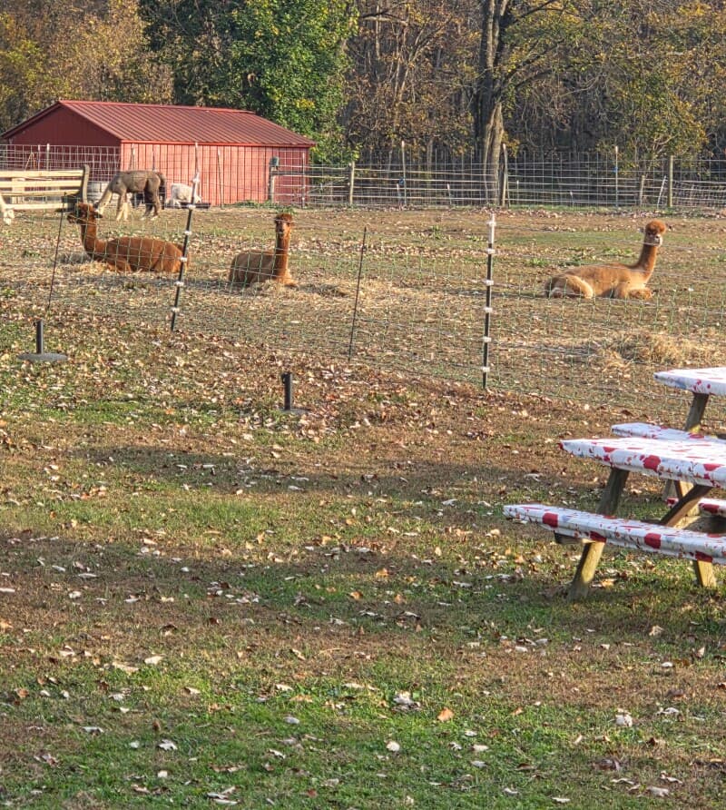 Serene Fiber Farm & Alpaca Experience