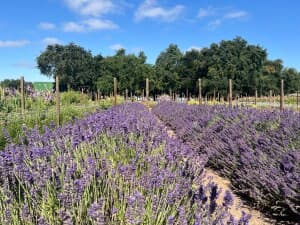 Historic Oak Grove Vineyard Retreat