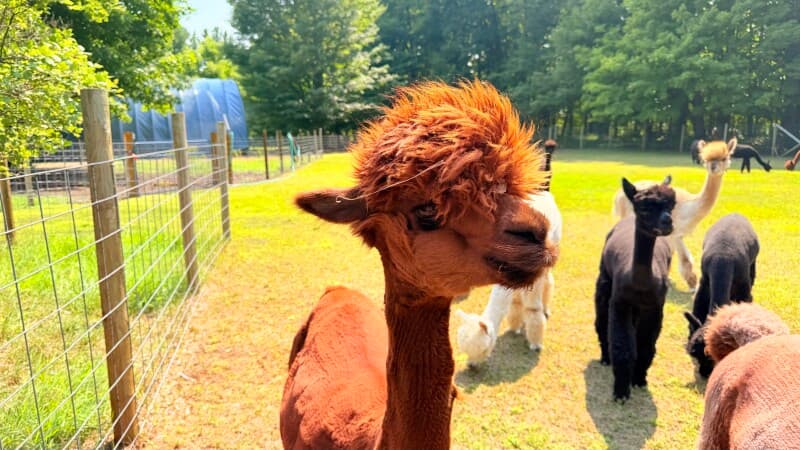 Farm stay at Charming Alpaca Farm Retreat