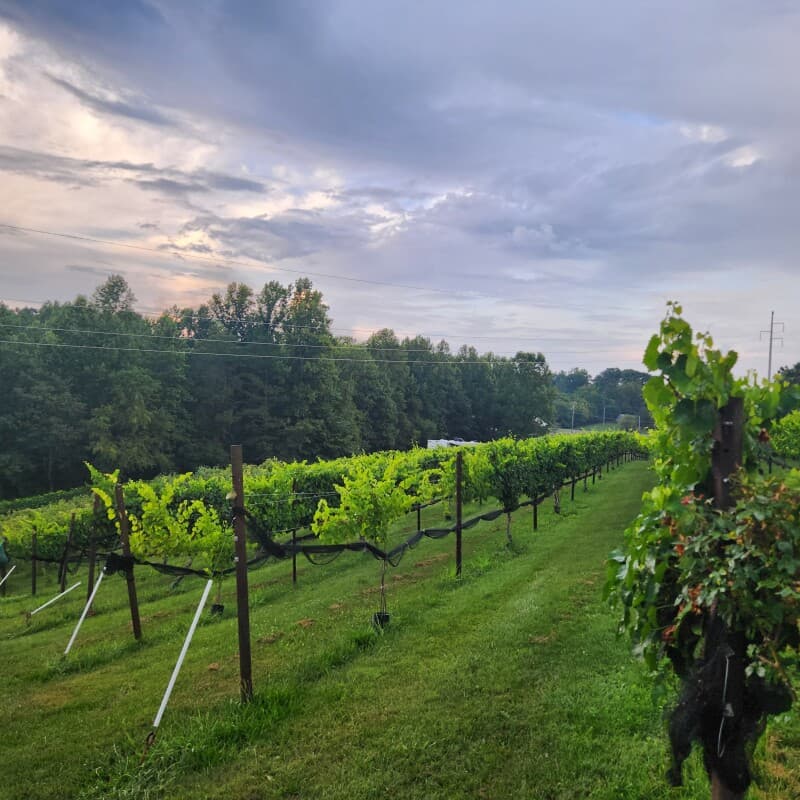 Winery stay at Certified Organic Vineyard & Winery Retreat