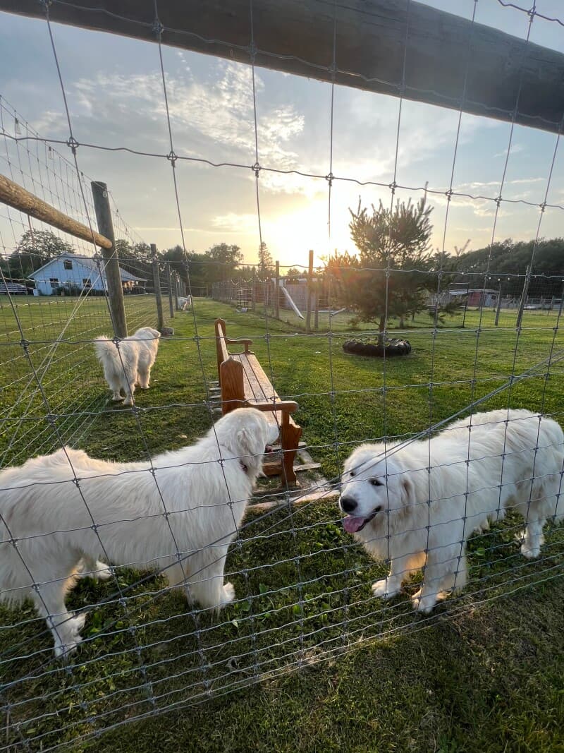 Farm stay at Interactive Reindeer Farm Retreat