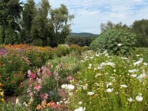 Seasonal Pick-Your-Own Orchard Farm