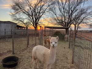 Scenic Alpaca Ranch Retreat