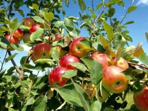 Organic Orchard Cidery Retreat
