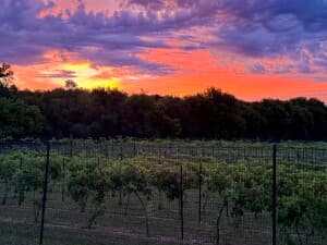 Cold-Climate Vineyard & Pizza Pairing