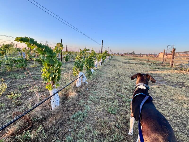 Winery stay at Family-Run New Mexico Vineyard