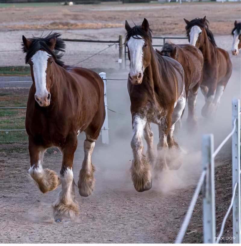 Historic Clydesdale Horse Farm