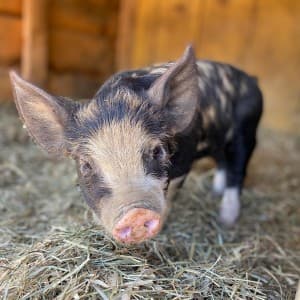 New England Pasture-Raised Meat Farm