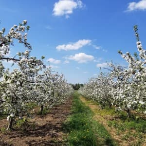 Third-Generation Apple Orchard & Cider Mill