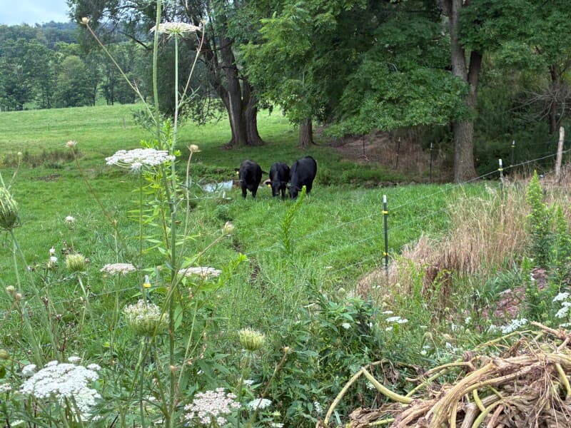 Farm stay at Scenic Maple Sugar Camp Retreat