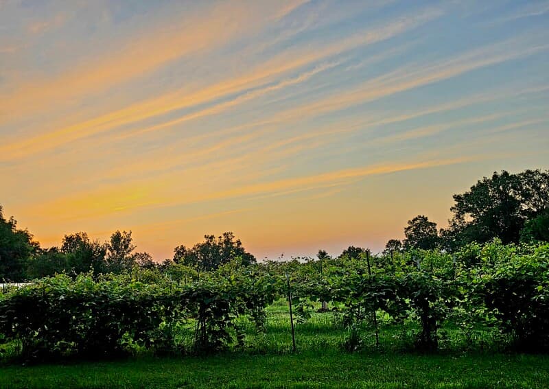 Winery stay at Riverside Vineyard & Winery Escape