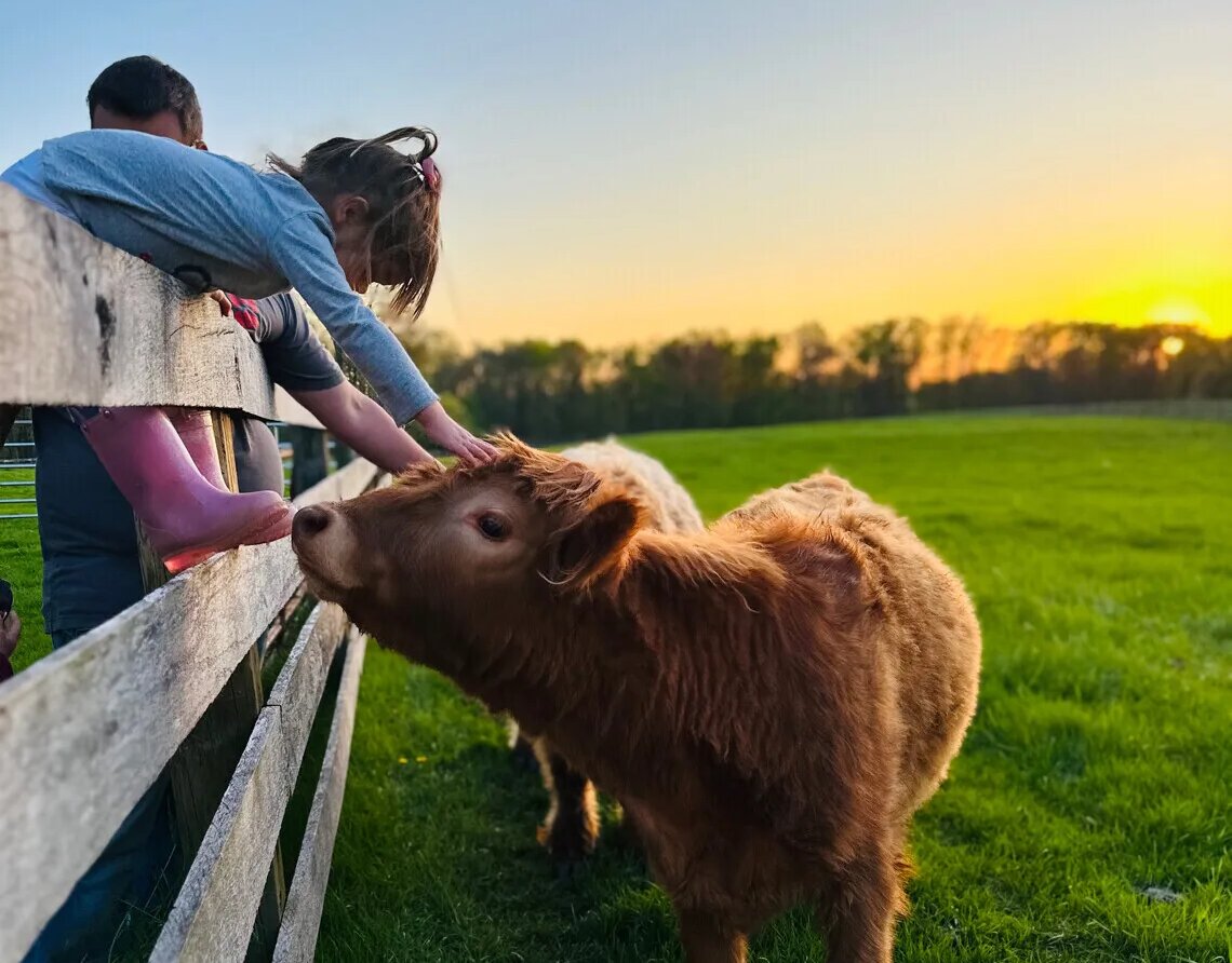 Image of a pasture with healthy grass-fed cattle at a Harvest Hosts location