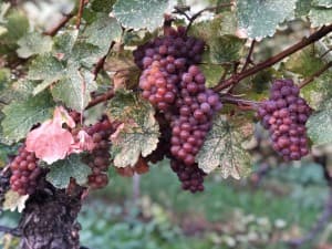 Historic Okanagan Valley Estate Winery