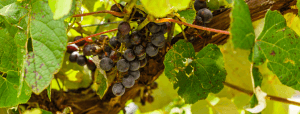 Scenic Creekside Winery Retreat