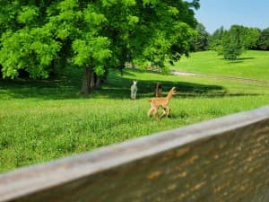 Family-Owned Alpaca Farm Retreat